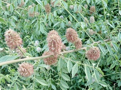 Glycyrrhiza echinata