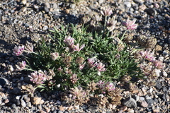 Trifolium dasyphyllum