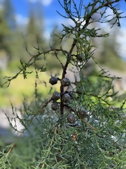 Cupressus bakeri