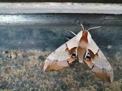 Smerinthus saliceti