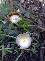 Bolbitius titubans