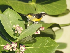 Coereba flaveola