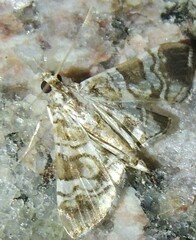Chabula acamasalis