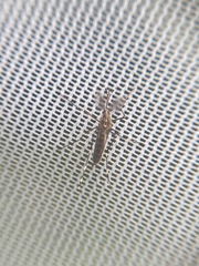 Aedes sierrensis
