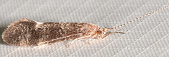 Ceraclea transversa