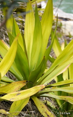 Doryanthes excelsa