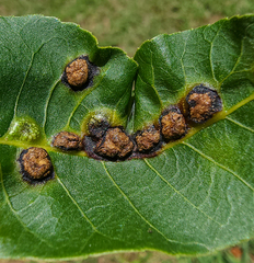 Phylloxera russellae