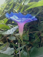 Ipomoea indica