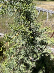 Cupressus bakeri