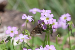 Cogia hippalus hippalus