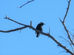 Sturnus vulgaris