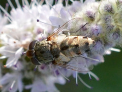 Miltogramma punctata