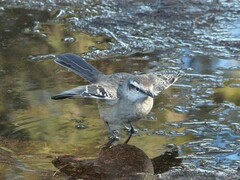 Mimus saturninus