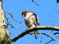 Rupornis magnirostris