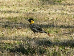 Colaptes campestris campestroides