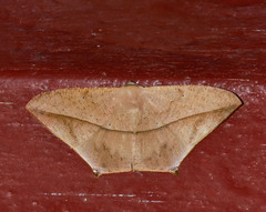 Prochoerodes onustaria