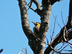 Colaptes campestris campestroides