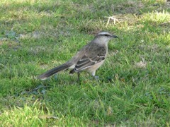 Mimus saturninus