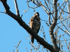 Parabuteo unicinctus