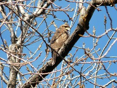 Parabuteo unicinctus
