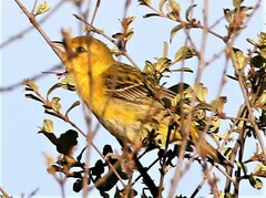 Ploceus intermedius cabanisii