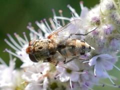 Miltogramma punctata