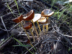 Bolbitius titubans