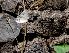 Morpho polyphemus polyphemus