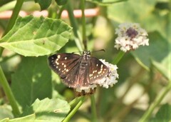 Pholisora mejicanus