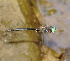 Somatochlora ozarkensis