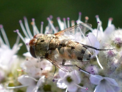 Miltogramma punctata