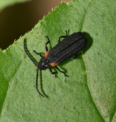 Greenarus thoracicus