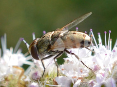 Miltogramma punctata