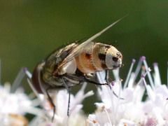 Miltogramma punctata