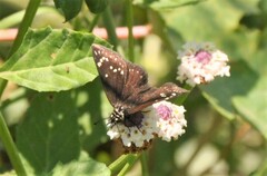 Pholisora mejicanus