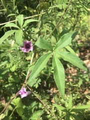 Ipomoea heptaphylla
