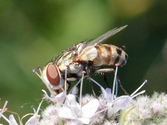 Miltogramma punctata
