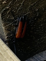 Stenelytrana emarginata