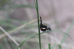 Chlosyne lacinia crocale