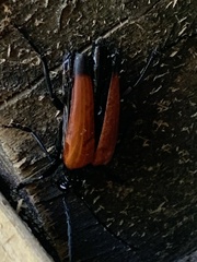 Stenelytrana emarginata