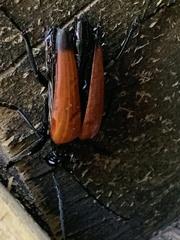 Stenelytrana emarginata