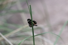 Chlosyne lacinia crocale