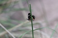 Chlosyne lacinia crocale