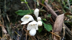 Gomphostemma chinense