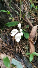 Gomphostemma chinense