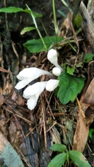 Gomphostemma chinense