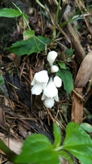 Gomphostemma chinense