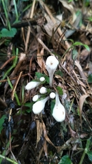 Gomphostemma chinense