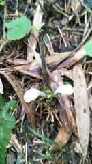 Gomphostemma chinense