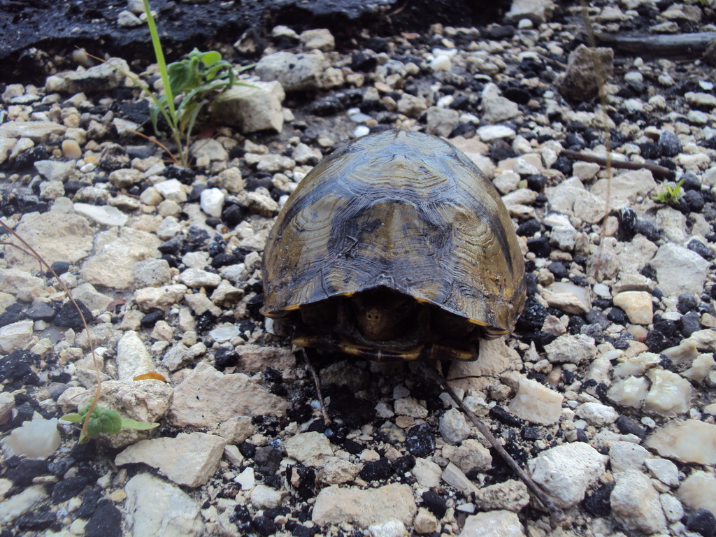 Yucatán Box Turtle in October 2012 by Arnoldo Villaseñor · iNaturalist